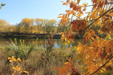 Ormanda bir renk kargaşası, en sevdiğim mevsim.
