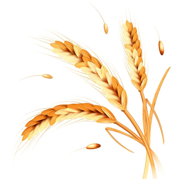 小麦スパイク リアリズム — ストックベクタ
