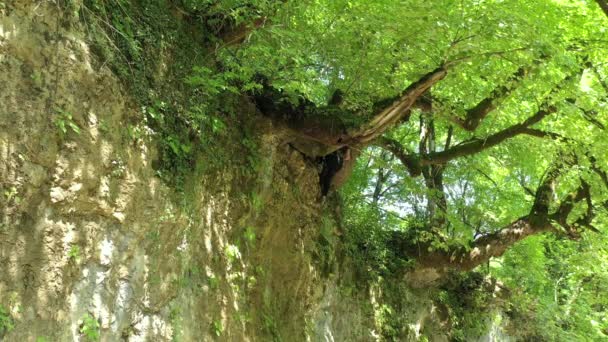 Western Caucasus Descent Rappelling Beginning Kamennomostsky Canyon — Stock Video