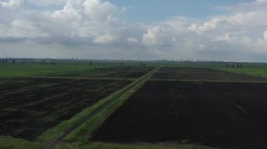 Krasnodar yakınlarındaki pirinç tarlaları