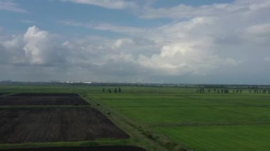 Krasnodar yakınlarındaki pirinç tarlaları