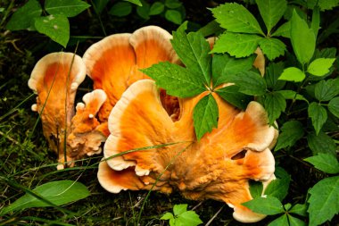 Ormandaki bilinmeyen mantar