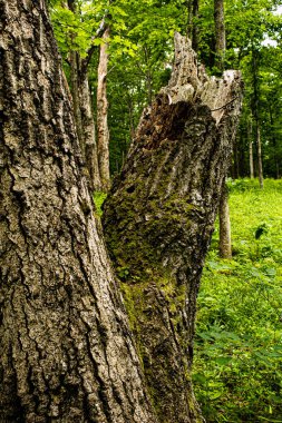 Yapısı olan bir ağacı kapat