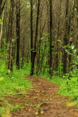 Ormanda yürüyüş parkuru.