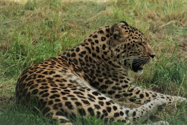 Raubtier Leopard Aus Zoo — Stockfoto