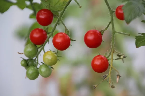 Tomates Rojos Redondos Utilizados Como Alimento Los Hogares — Foto de Stock