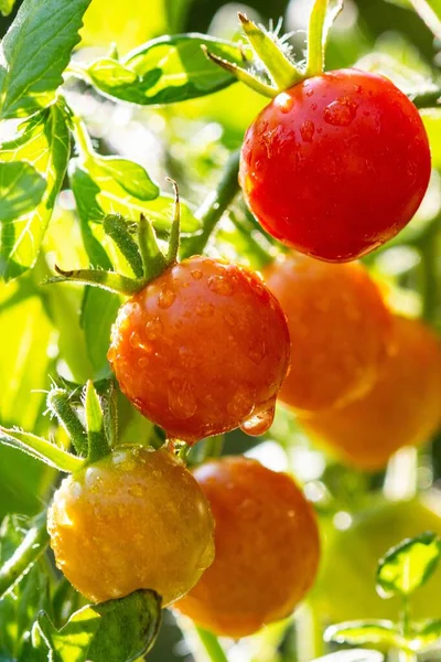 Tomates Rojos Redondos Utilizados Como Alimento Los Hogares — Foto de Stock