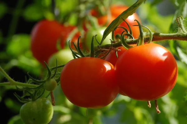 Tomater Röd Och Rund Som Används Som Livsmedel Hemmet — Stockfoto