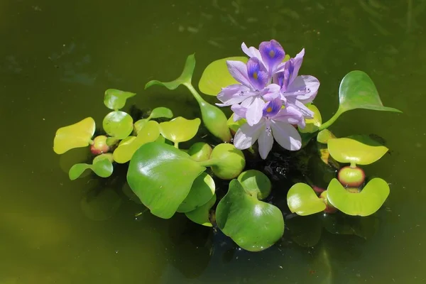 池に咲く水のヒヤシンスの花紫色 ストックフォト