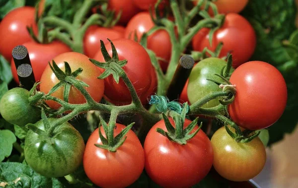 Tomater Röda Och Runda — Stockfoto