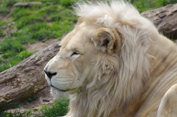 Leão Animal Mais Corajoso Zoológico — Fotografia de Stock