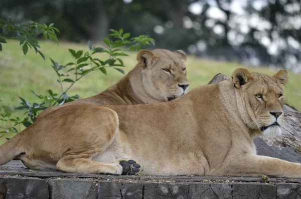 Löwe Das Mutigste Tier Aus Dem Zoo — Stockfoto