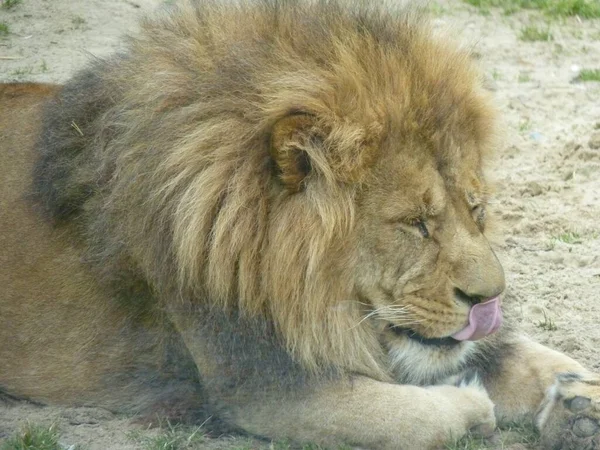 Löwe Das Mutigste Tier Aus Dem Zoo — Stockfoto