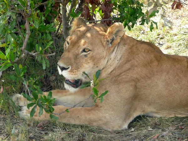 Löwe Das Mutigste Tier Aus Dem Zoo — Stockfoto