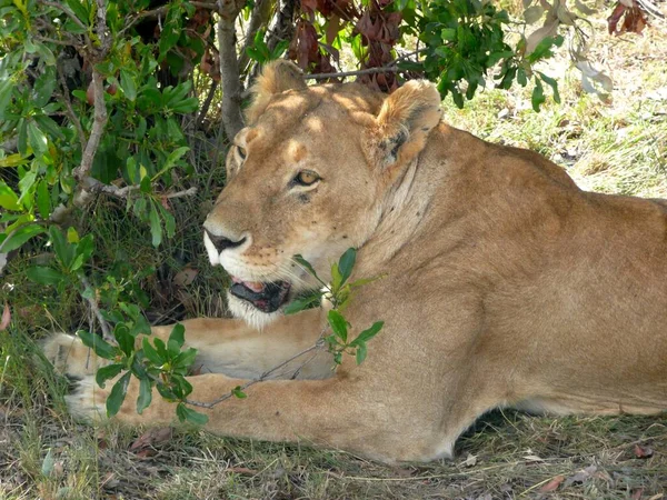 lion the bravest animal  from the zoo