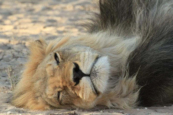 Löwe Das Mutigste Tier Aus Dem Zoo — Stockfoto