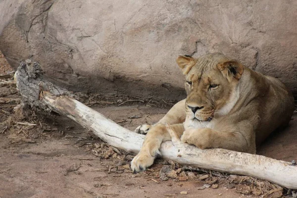 Лев Самый Храбрый Зверь Зоопарка — стоковое фото