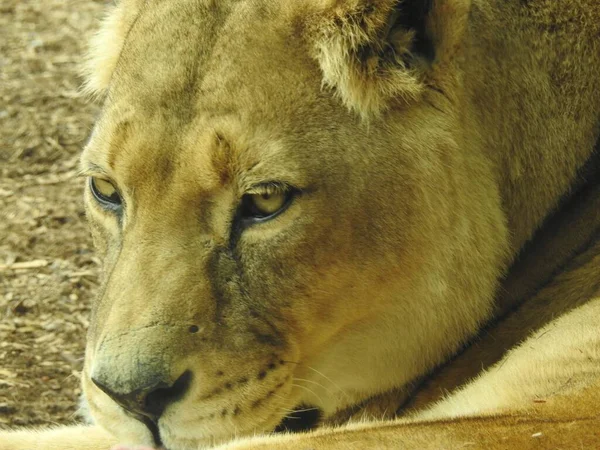 Löwe Das Mutigste Tier Aus Dem Zoo — Stockfoto