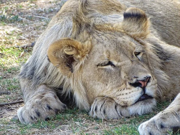 Löwe Das Mutigste Tier Aus Dem Zoo — Stockfoto