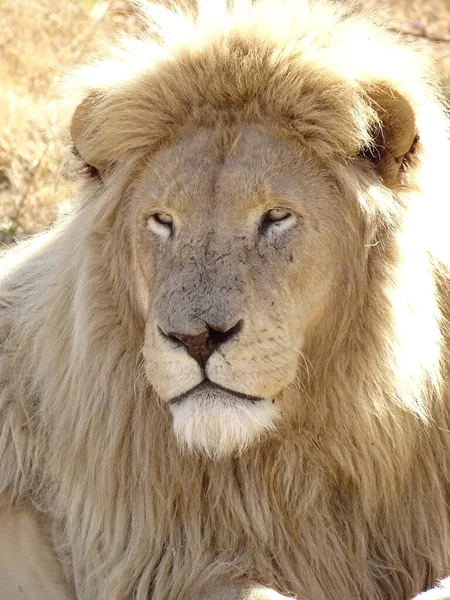 Löwe Das Mutigste Tier Aus Dem Zoo — Stockfoto