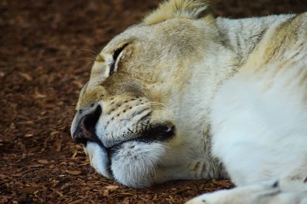 León Animal Más Valiente Del Zoológico — Foto de Stock