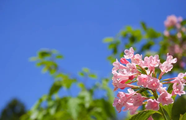 Natur Blumen Bunt Und Ehrfürchtig — Stockfoto