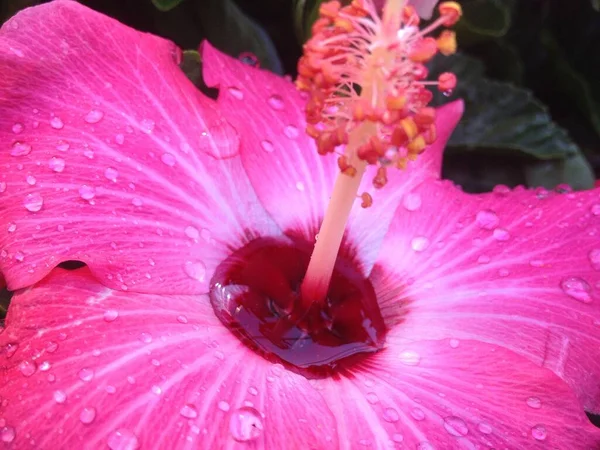 Flor Jardim Que Cresce Abaixo Cuidado Especial — Fotografia de Stock