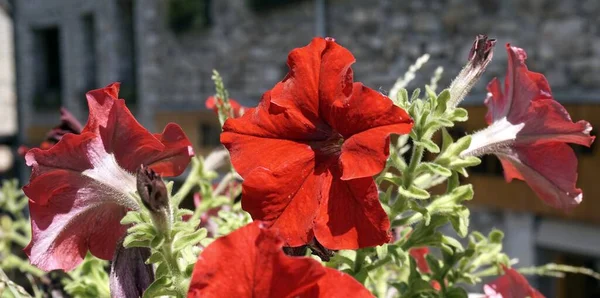 Natur Mit Bäumen Blumen Und Bergen Den Alpen — Stockfoto