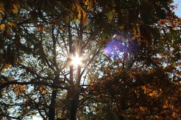 Feixe Sol Folhagem Outono — Fotografia de Stock