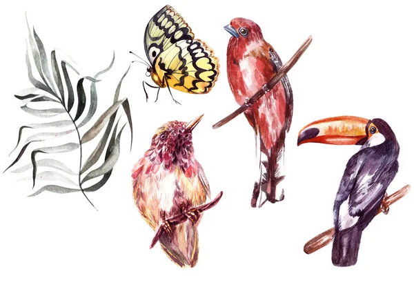 Aquarel set met verschillende tropische vogels, vlinders en planten. — Stockfoto