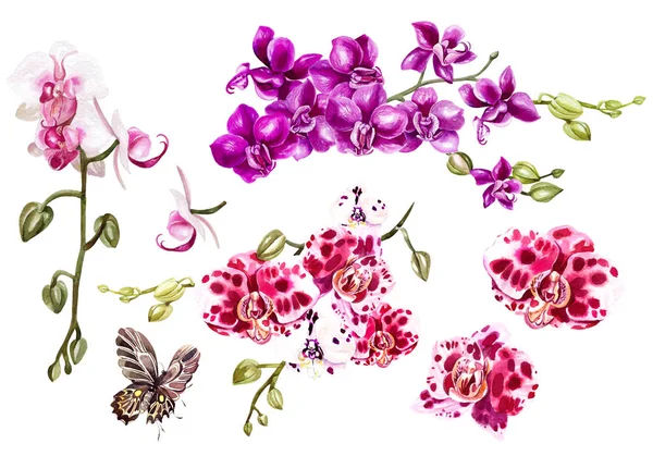 Acquerello con diverse orchidee tropicali e farfalla . — Foto Stock