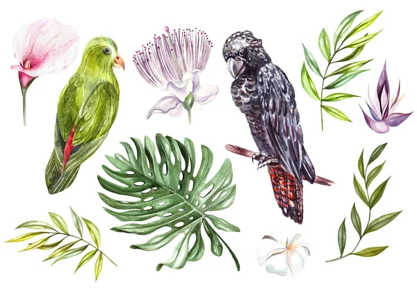 Aquarel set met verschillende tropische bladeren en vogel. — Stockfoto