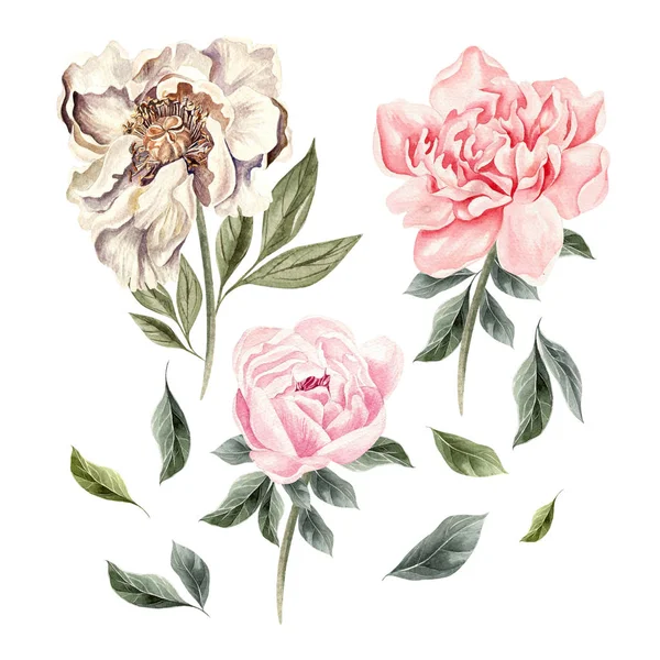 Beau set aquarelle avec des fleurs de pivoine . — Photo