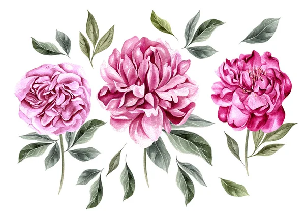Bellissimo set acquerello con fiori di peonia . — Foto Stock