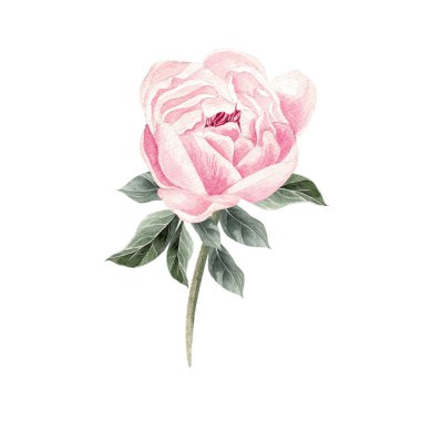 Güzel suluboya ile şakayık ayarla. 