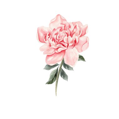 Güzel suluboya ile şakayık ayarla. 