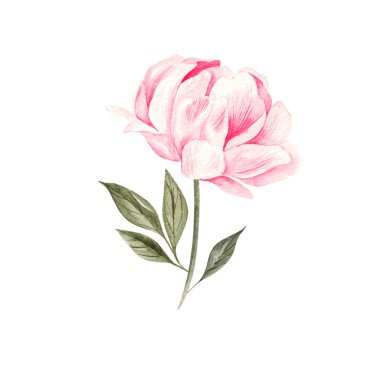 Güzel suluboya ile şakayık ayarla. 