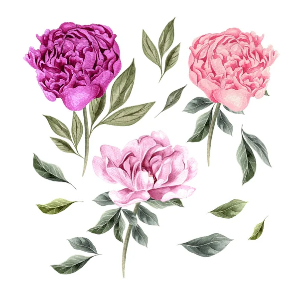 Beau set aquarelle avec des fleurs de pivoine . — Photo