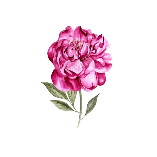 Bellissimo acquerello con peonia . — Foto Stock