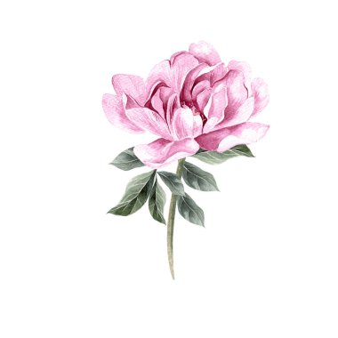 Güzel suluboya ile şakayık ayarla. 