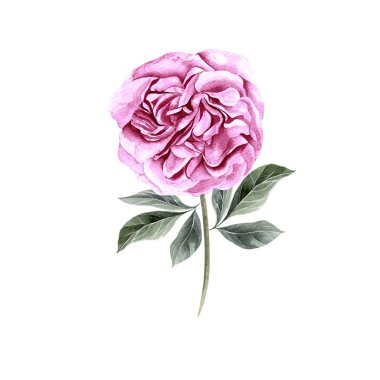 Güzel suluboya ile şakayık ayarla. 