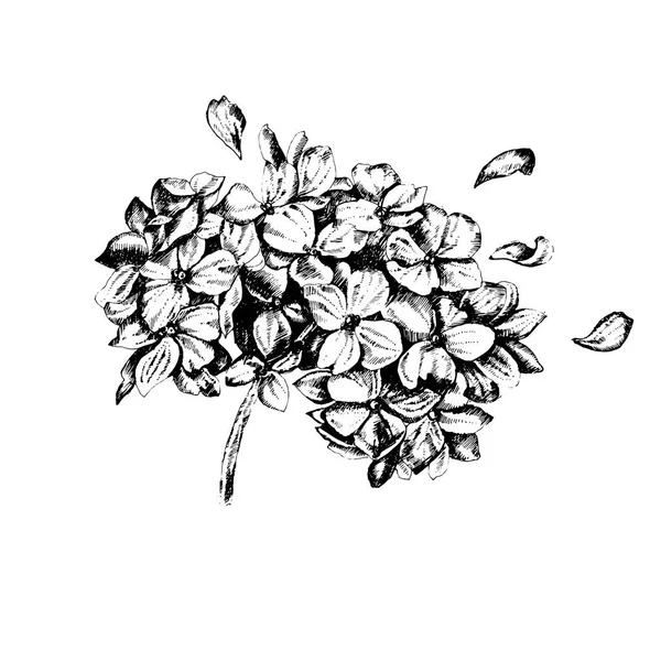 Zestaw rysunków kwiaty Hudrangea ręki. Wektor ilustracja kwiatowy na białym tle. — Wektor stockowy