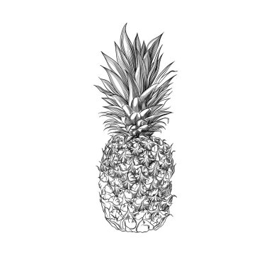 Vektör çizilmiş ananas ver. Tropikal yaz meyve stil illüstrasyon kazınmış. 