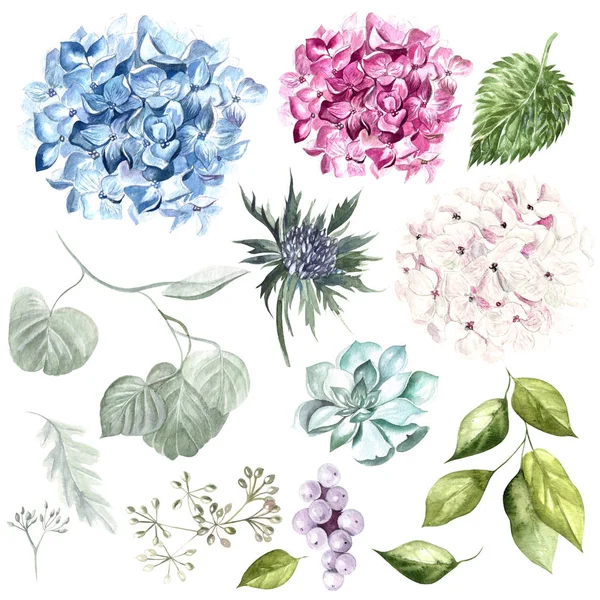 Akvarell med hudrangea blommor och blad. — Stockfoto