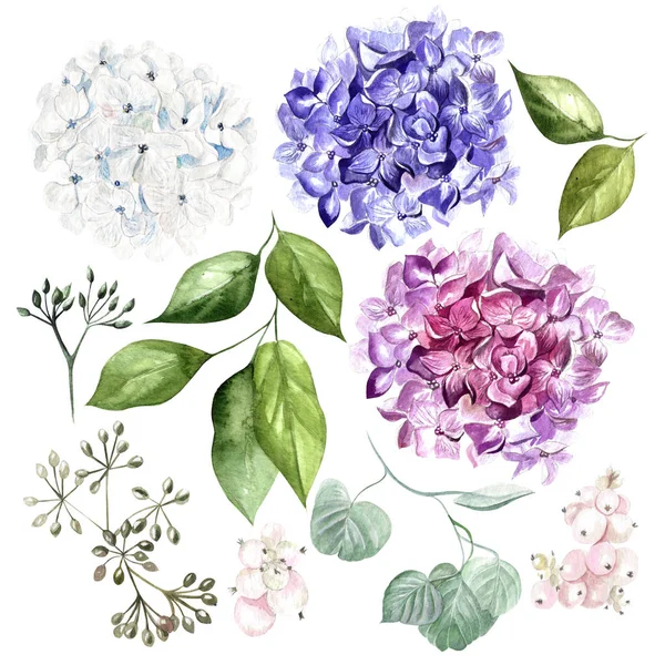 Watercolor set with flowers hudrangea and leaves. — Stock Photo, Image