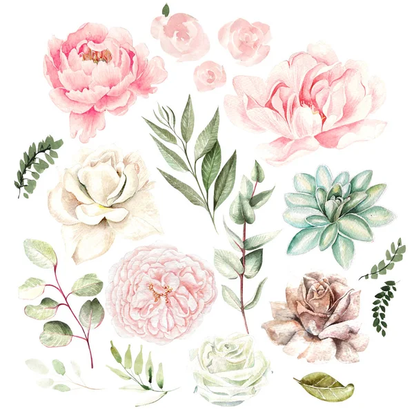 Aquarelle sertie de fleurs de plantes succulentes, roses, pivoine et feuilles . — Photo