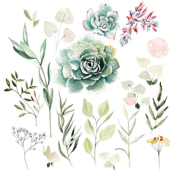 Akvarel, s květy sukulenty a listí. — Stock fotografie
