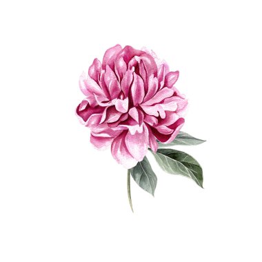 Güzel suluboya ile şakayık ayarla. 