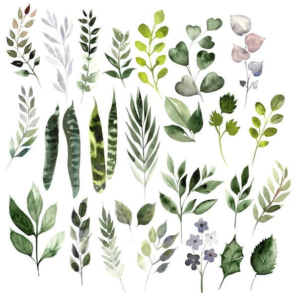 Watercolor set with different leaves. Hand painted elements. Floral illustration isolated on white background. — Stock Photo, Image