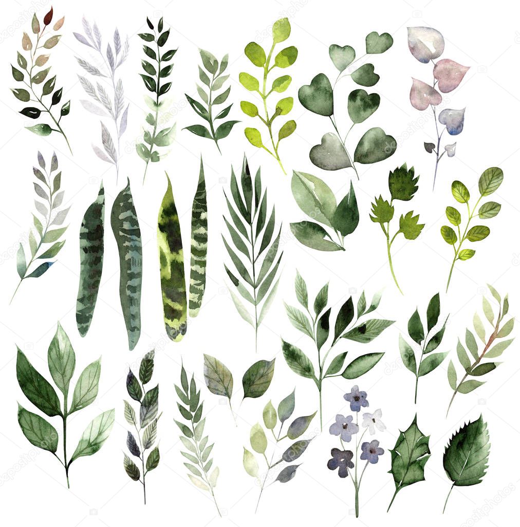Watercolor set with different leaves. Hand painted elements. Floral illustration isolated on white background. For design and textile.